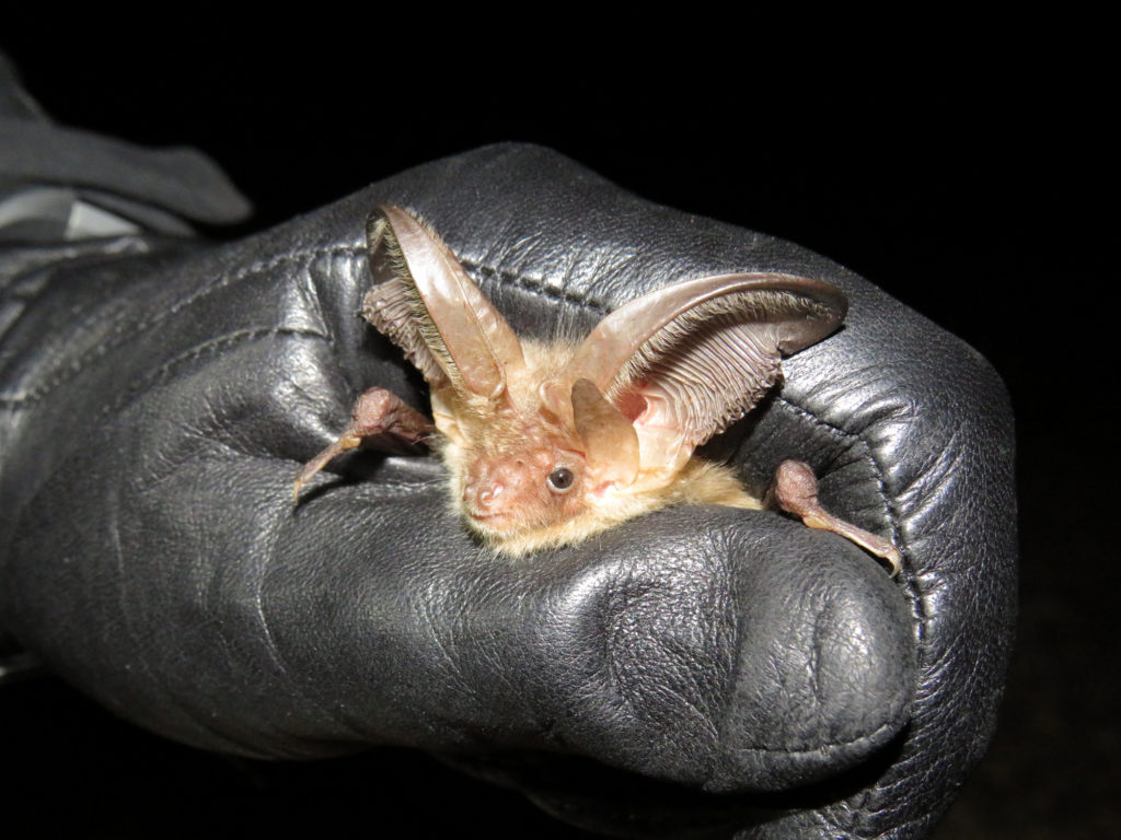brown long eared bat in hainault forest
