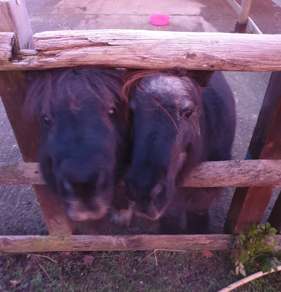 Two pony's with heads together peering through wooden fence