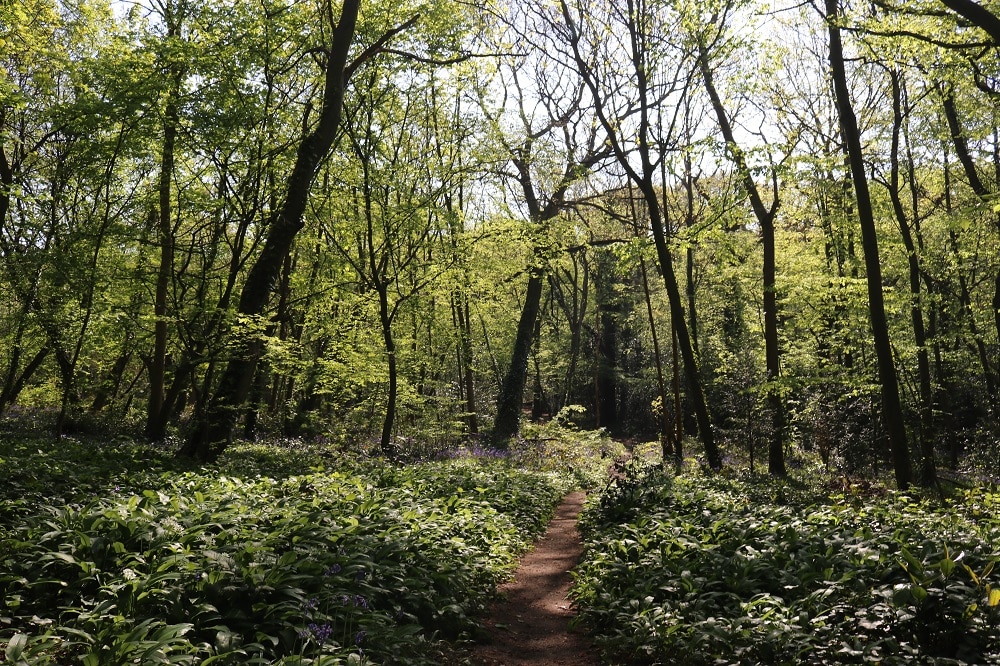 the forest