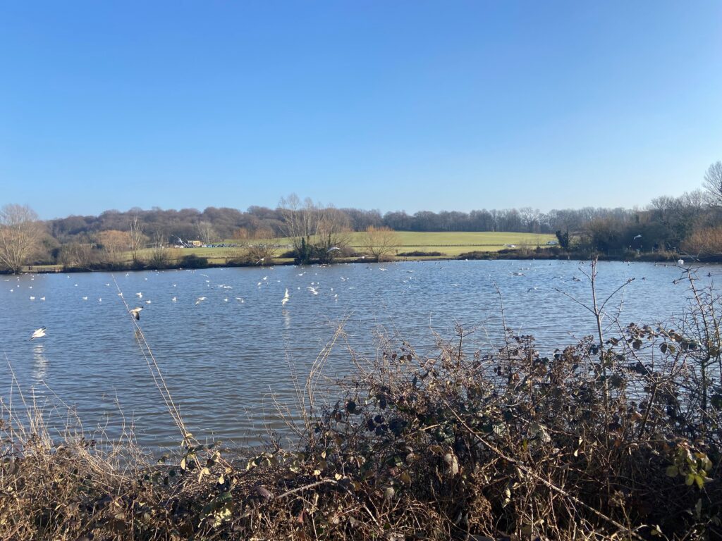 Hainault Forest Lake view