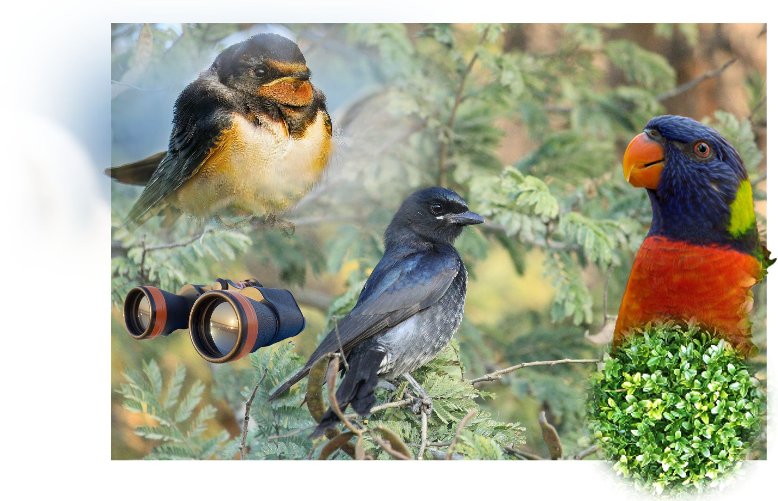 bird watching